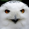 OWL_owl