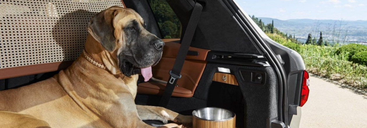 Лучшие модели BMW для владельцев собак