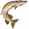 pike